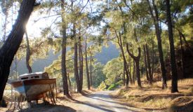Gocek pine woods and yachtbuilding